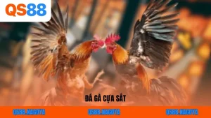 Đá Gà Cựa Sắt: Mãn Nhãn Với Từng Màn Giao Đấu Của Chiến Kê Trên QS88